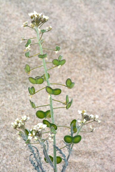  Dimorphocarpa pinnatifida